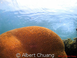Perfect sun lighting.Taken by Canon Powershot A720Is Hous... by Albert Chuang 
